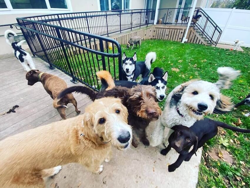 boarding pets in Phoenixville PA