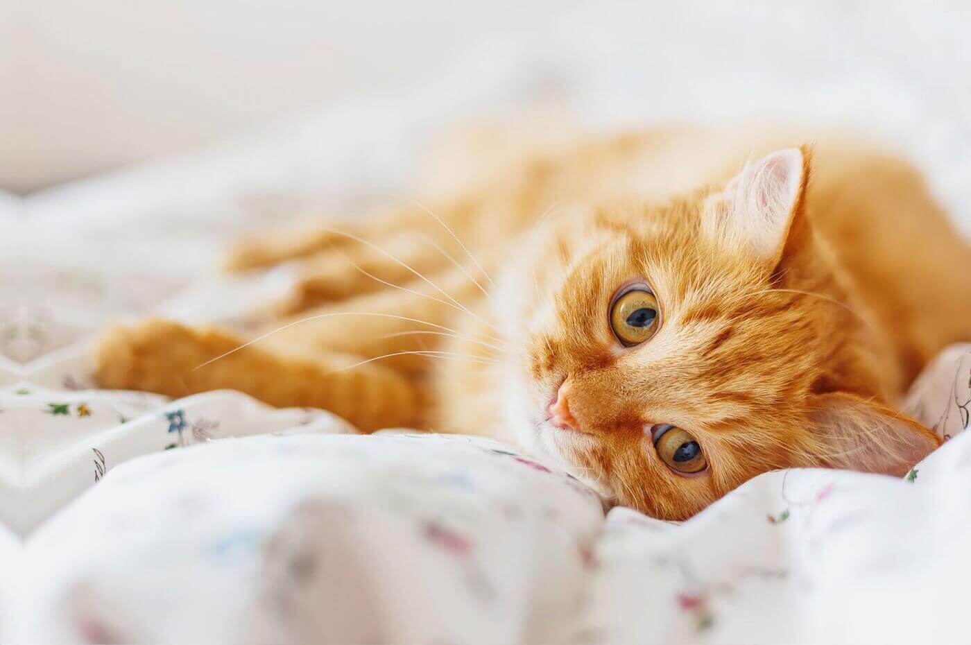 cat care in Phoenixville PA