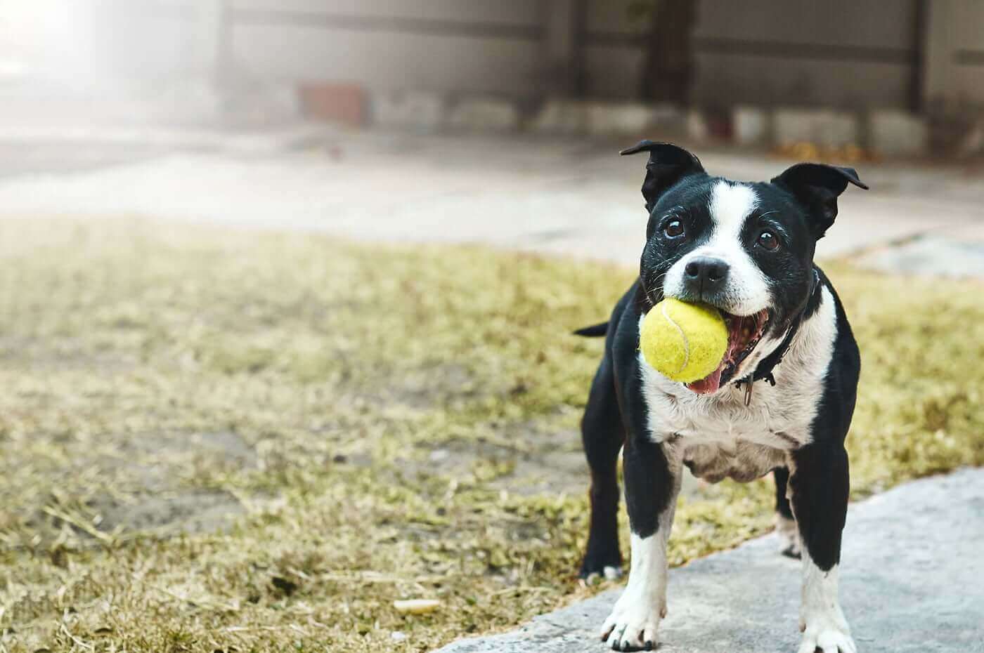 Veterinarian in Phoenixville PA