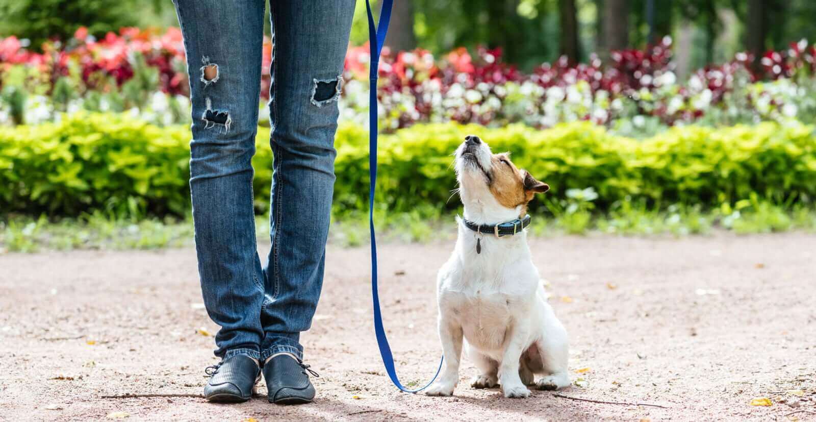 Veterinary Hospital in Phoenixville PA