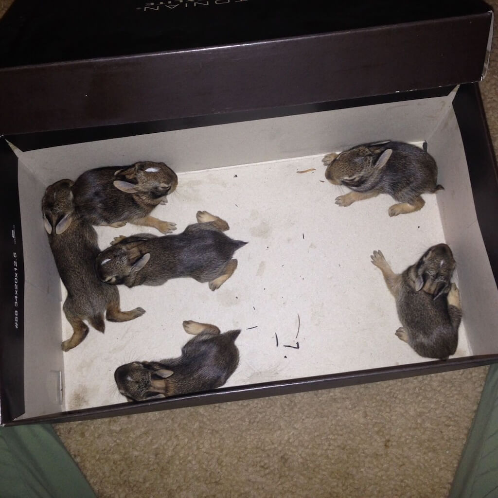 baby_rabbits