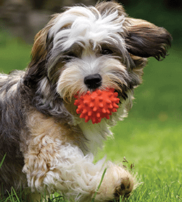 dog-with-toy