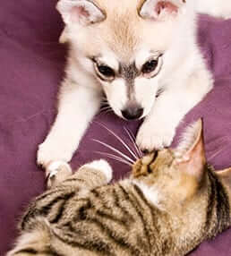puppyKitten